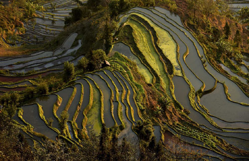 這是云南省紅河州元陽縣的哈尼梯田美景（1月11日攝）。