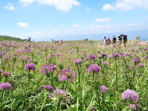 300韭菜坪花開迎客來.jpg